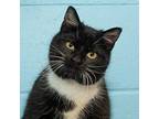 Rumpke Domestic Shorthair Young Male