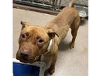 Manon 34382-d American Pit Bull Terrier Young Female