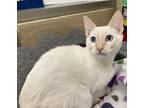 Jamie Siamese Young Male