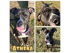 Athena Boxer Adult Female