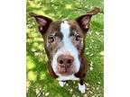 Zuma Hound (Unknown Type) Senior Male