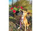 Abner Basenji Adult Male