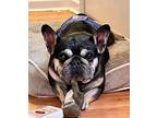 Tiko $700 French Bulldog Adult Male