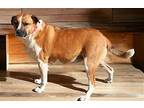 BONNIE BELLE Australian Shepherd Adult Female