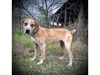 Beauregard Catahoula Leopard Dog Young Male