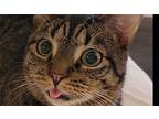 PK ~ Porch Kitty Domestic Shorthair Young Male