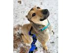 Kye German Shepherd Dog Adult Male