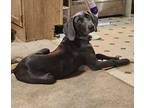 Harley Weimaraner Young Female