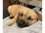 Patty Australian Cattle Dog Puppy Female