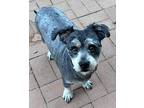Atlas Terrier (Unknown Type, Medium) Adult Male
