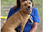Madam Ruby Chihuahua Adult Female