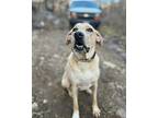 Boo Great Pyrenees Adult Male