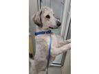 Cash Poodle (Standard) Adult Male