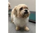 Eclipse Shih Tzu Adult Male