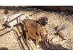 Nilla Labrador Retriever Puppy Female