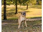 ACTIVE AXEL German Shepherd Dog Young Male