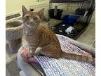 Munch Domestic Shorthair Kitten Female