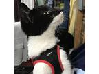 Oreo - Courtesy Listing Domestic Shorthair Kitten Male