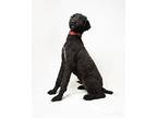 Bear Labrador Retriever Adult Male
