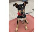 Twyla German Shepherd Dog Young Female