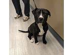 Applause Puppy Male