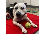Chance American Pit Bull Terrier Adult Male