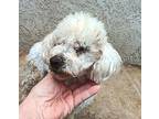 HERMES Poodle (Miniature) Adult Male