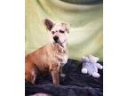 GINGER Norwich Terrier Senior Female