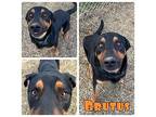Brutus Rottweiler Adult Male