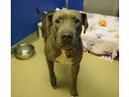 Agatha Boxer Adult Female