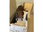 Zelda Labrador Retriever Senior Female