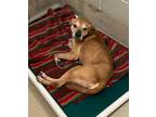Opawra (IN FOSTER) Labrador Retriever Senior Female