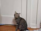 Alexis Rose Tabby Young Female
