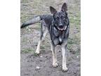Mateo German Shepherd Dog Male