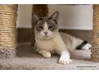 Anna Siamese Adult Female