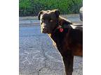 Kelce Flat-Coated Retriever Young Male