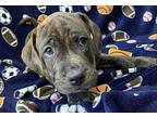 Lay Up Puppy Male