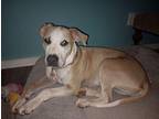 Cooper Hound (Unknown Type) Young Male