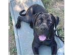 Harry Mastiff Adult Male