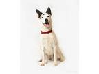 Stormy Australian Shepherd Adult Female