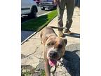 Girlie Staffordshire Bull Terrier Young Female