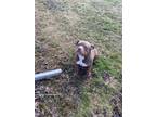 Penny English Bulldog Adult Female