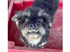 MARVEL Poodle (Miniature) Adult Male