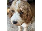 Cannoli Cavapoo Young Male