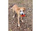 Daisy Labrador Retriever Young Female