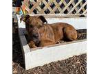 Kyra $475 Catahoula Leopard Dog Puppy Female