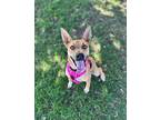 Lana Catahoula Leopard Dog Young Female
