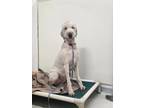 Blondie Schnauzer (Giant) Adult Female