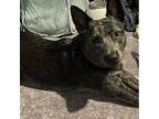 Scout Australian Cattle Dog Young Male