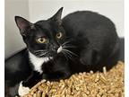Banana Boat Domestic Shorthair Young Female